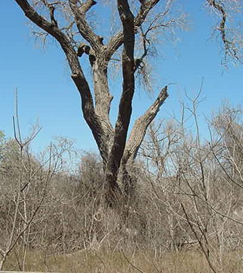 Landmark Cottonwood-recent
